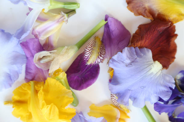 Close up of a Yellow and Purple Iris Flower with Shallow depth of Field