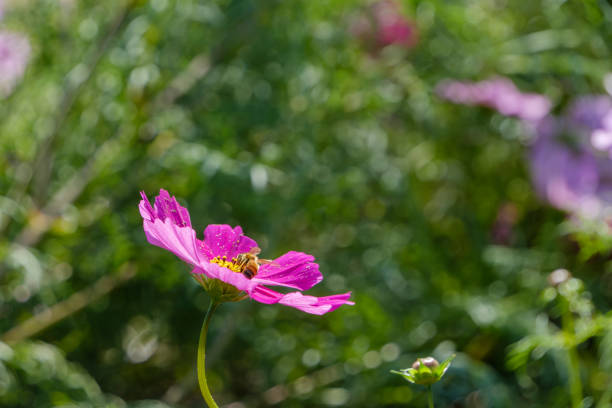 A honeybee is captured in action, collecting nectar from a vibrant pink cosmos flower in full bloom under the sun.