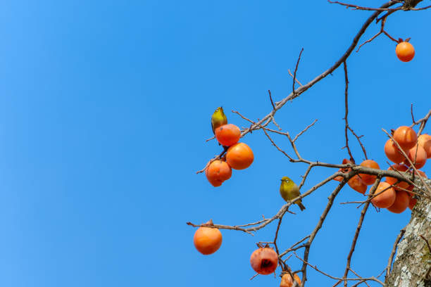Two small green birds perch on leafless branches, pecking at bright orange persimmons under a clear blue sky.