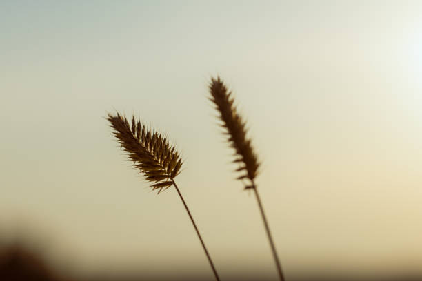 Two dry grass stalks are standing next to each other in a field. The sky is a light blue color with a few clouds