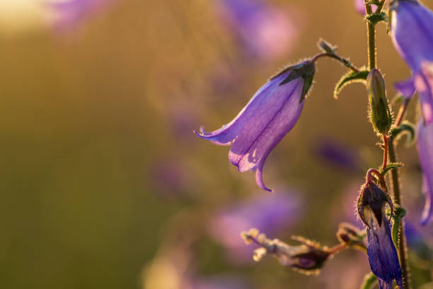 A beautiful purple flower with a yellow background is the main focus of the image. The flower is positioned in the foreground, while the yellow background creates a striking contrast