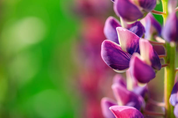 A purple flower with a green background. The flower is purple and has a green stem. The background is green and the flower is the main focus of the image