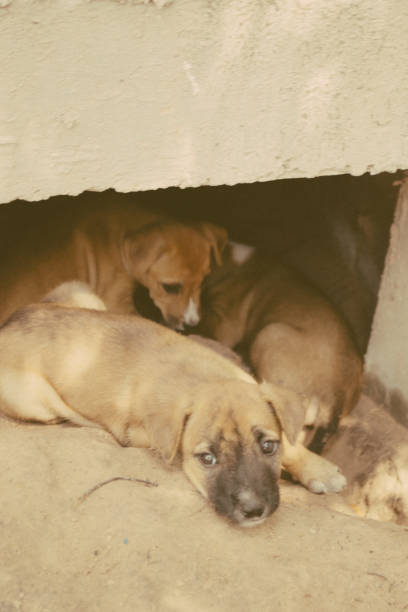 istock poor homeless animal 2197250397
