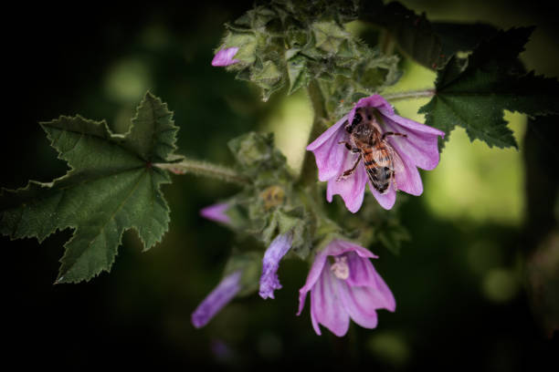 Honey bee collecting pollen from a vibrant purple mallow flower, contributing to pollination in a summer meadow
