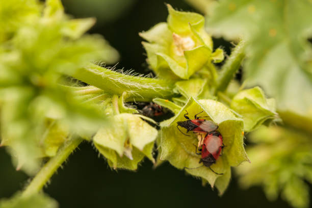 istock Red and black bugs mating inside green plant blossom 2197253033