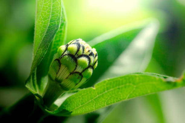 Close up of an unblown green flower bud