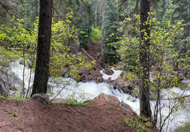 istock Small Rapid River Winds Through Woods in Idaho 2197255819