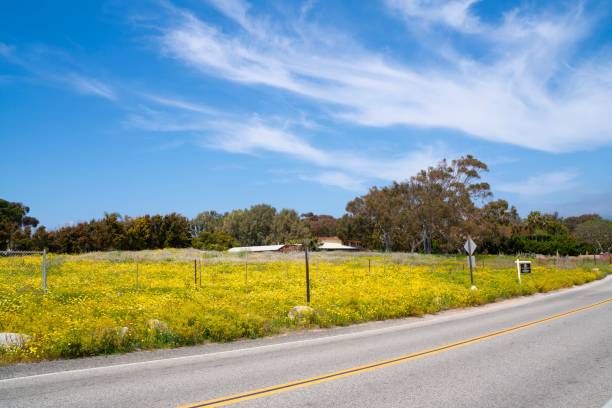 istock Scenic rural road with yellow wildflowers 2197257049
