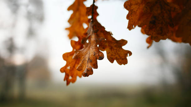 istock A autumn leafy tree branch with a leaf on it. The leaf is orange and the branch is green 2197257552