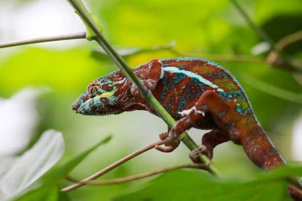 istock Portrait of a chameleon 2197258798