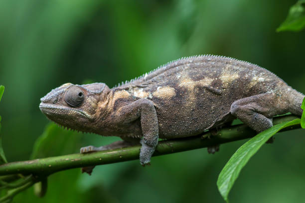 istock Portrait of a chameleon 2197258816