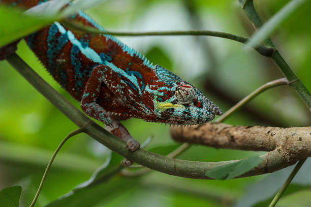 istock Portrait of a chameleon 2197258830
