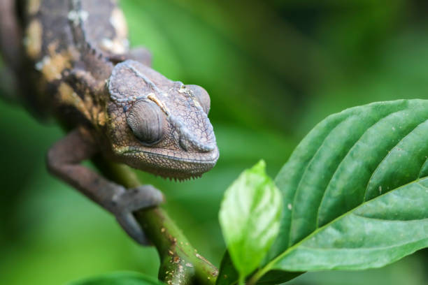 istock Portrait of a chameleon 2197258833