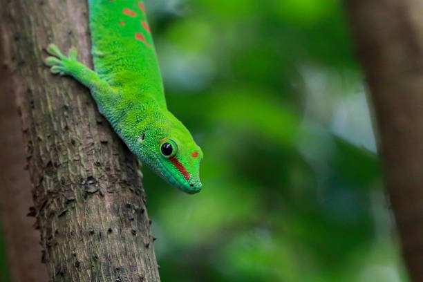 istock Portrait of a gecko 2197258865