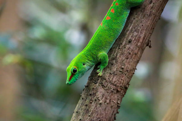 istock Portrait of a gecko 2197258875