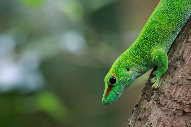 istock Portrait of a gecko 2197258880