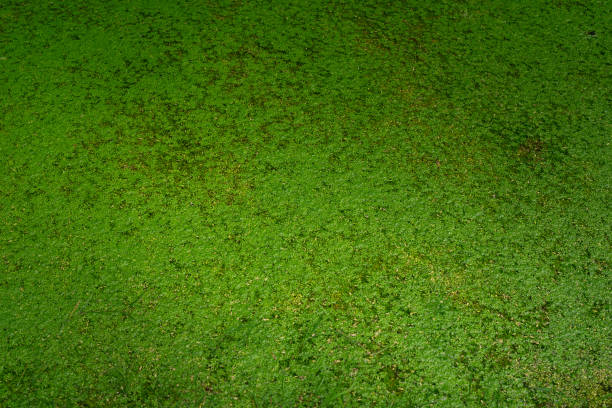istock Lush green algae blanket covering a serene pond in a quiet natural setting during midday. Hiking in Carpathian Mountains, Ukraine 2197260167