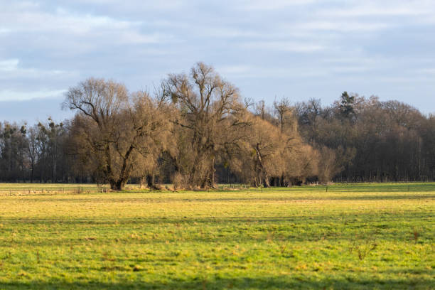 istock group of trees in a meadow 2197260175