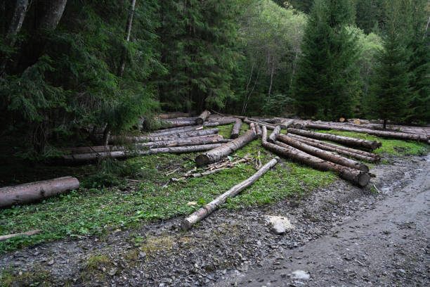 istock Deforestation. Logs lying on the ground in a forested area after a recent timber harvest. Hiking in Carpathian Mountains, Ukraine 2197260383