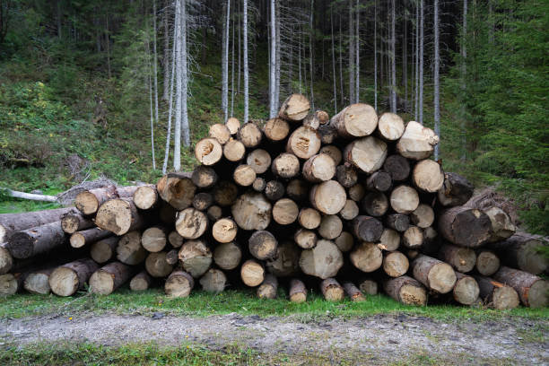 istock Deforestation. Stacked logs ready for transport in a forest setting during daylight hours. Hiking in Carpathian Mountains, Ukraine 2197260418