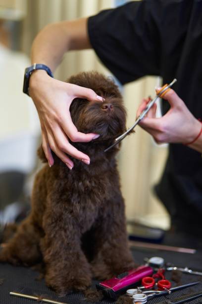 istock Dog grooming session showing grooming tools and a dog being styled 2197260626