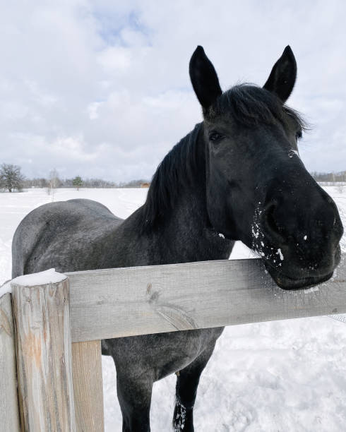 Appaloosa horses