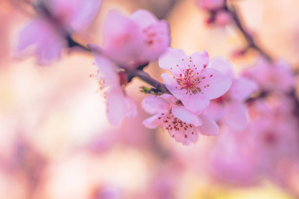 Spring season background, closeup of peach bloom, selective focus
