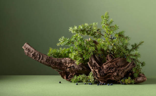 istock Abstract nature scene with a composition of juniper branches and dry snags. 2197264598