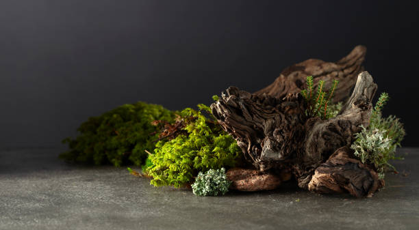 istock Northern natural composition with lichen, moss, branches and driftwood. 2197264612
