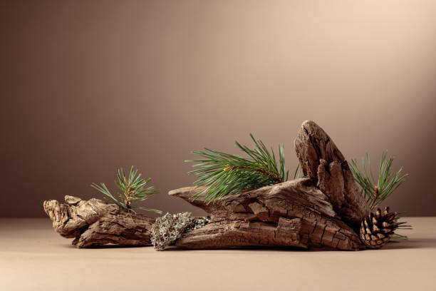 Abstract north nature scene with a composition of lichen, pine branches, and dry snags.