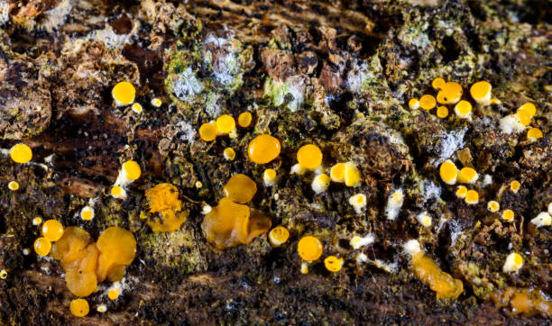 istock Nectria cinnabarina, saprotrophic red fungus decomposing deciduous wood 2197265014
