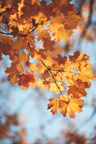 istock A tree with yellow leaves is in the sky. The sky is blue and clear 2197266544
