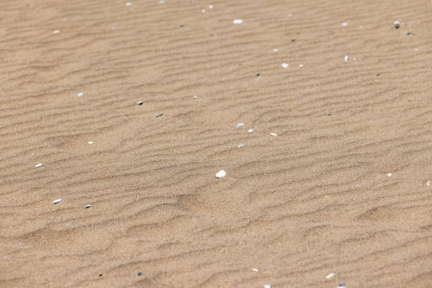 Sand ripples and small white stones, natural background photo with selective soft focus. Abstract coastal dune texture