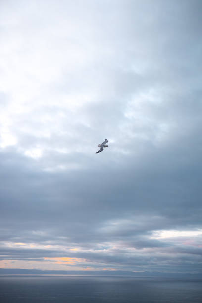 Iceland gull, Larus glaucoides, is flying over a coastal landscape, its wings outstretched against a backdrop of serene blue skies and sunset. Snaefellsnes peninsula, west Iceland.