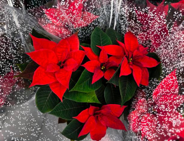 istock Red poinsettia leaves in a gift box. 2197267401