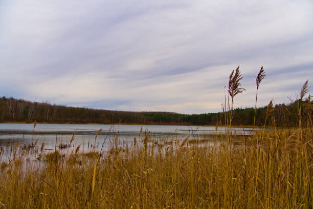 A serene lakeside view featuring golden reeds swaying gently in the breeze under a cloudy sky. The soft reflections in the calm water create a soothing ambiance, while the distant tree line adds depth and contrast. This photograph captures the quiet beauty of an autumn day, perfect for themes of tranquility, nature, and seasonal landscapes.