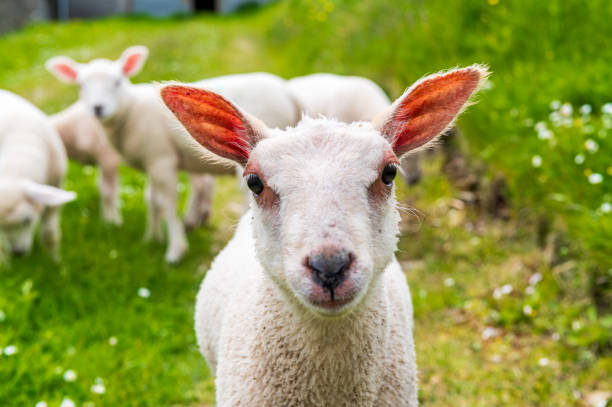 istock Little white lamb facing the camera in a field 2197268572