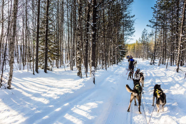 istock Finland. Finnish Husky dog 2197268618