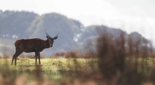 istock Red deer exmoor national park. 2197269930