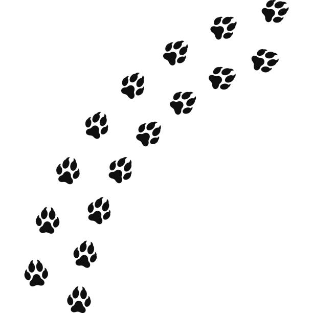 istock Fox paw print vector illustration. Wild animal track. American fox paw print silhouette 2197272610