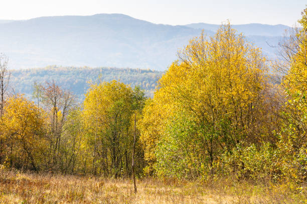 istock landscape with trees on the hill in autumn 2197272652