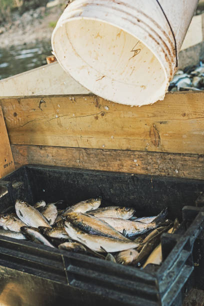 Gaspereau are stored in a plastic bin after being caught in a river weir.