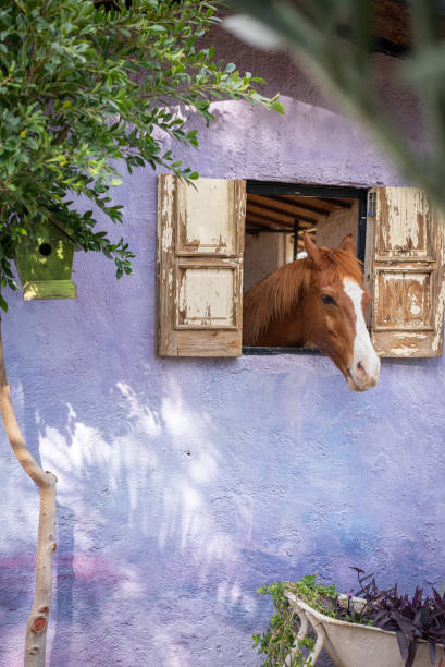Horse looking out of a window. Purple wall and old wood shutter