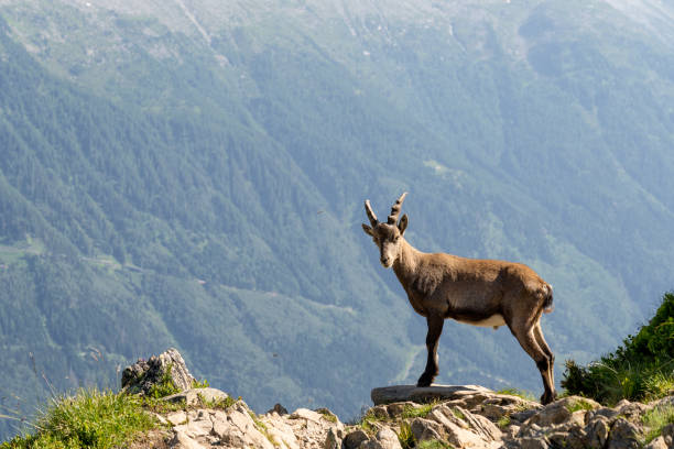 istock A young alpine ibex looking out on the snowy mountain 2197273075