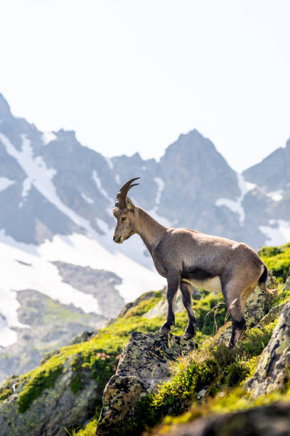 istock A young alpine ibex looking out on the snowy mountain 2197273093