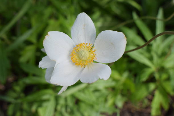 istock Bright yellow centre with pale pink tinged petals. Focus on foreground bloom. 2197273149