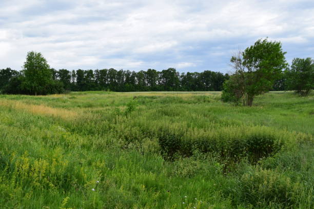 istock Green grass on the background of a meadow, cloudy summer day 2197273530