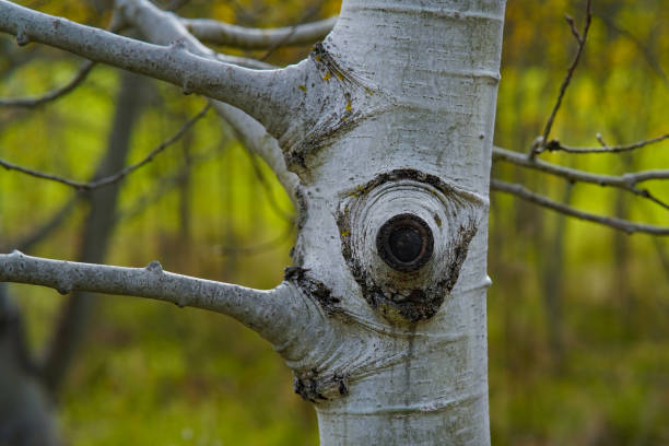 Close-up of the tree trunk of a Populus tremula tree