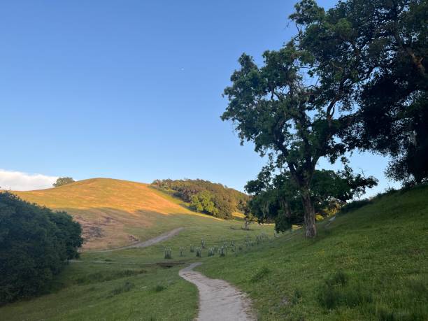 istock Taylor Mountain Regional Park, Sonoma County, California 2197273997