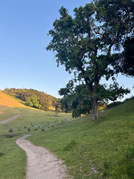 istock Taylor Mountain Regional Park, Sonoma County, California 2197274002